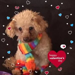 Meet your Posher, Andrea sue